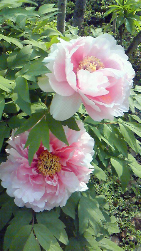 72 Seasons: No.18. 牡丹華 Peony blooms | 白梅の庭 Shiraume have